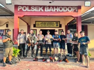 Gerebek Sarang Judi Sabung Ayam, Polres Morowali dan Kodim 1311 Ratakan Arena di Bahodopi, Pelaku Kabur, Perburuan Berlanjut