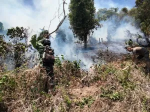Si Jago Merah Lalap Perkebunan Cengkeh di Bukit Sumalikat, Ratusan Pohon Hangus